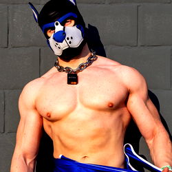 Buday the Dogfather 🐕 photo