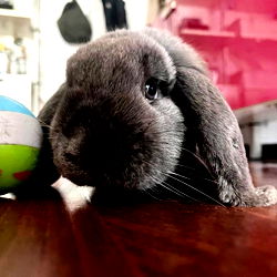 Adorable Grey Bunny in Indoor Environment