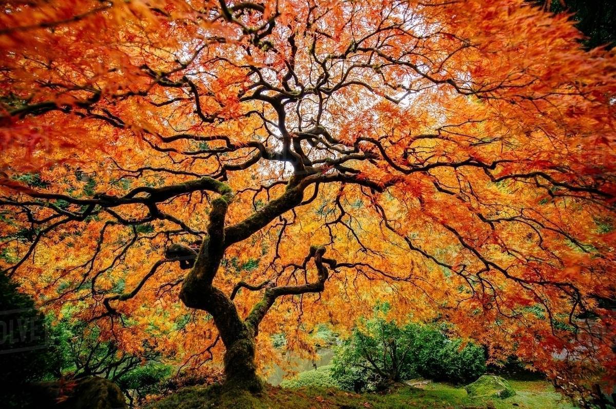 Autumn 🍁🍂 photo