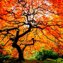 Autumn 🍁🍂 photo