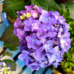 Vibrant Purple Floral Arrangement with Yellow Accents