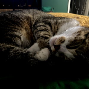 Asia Landenwitch photo