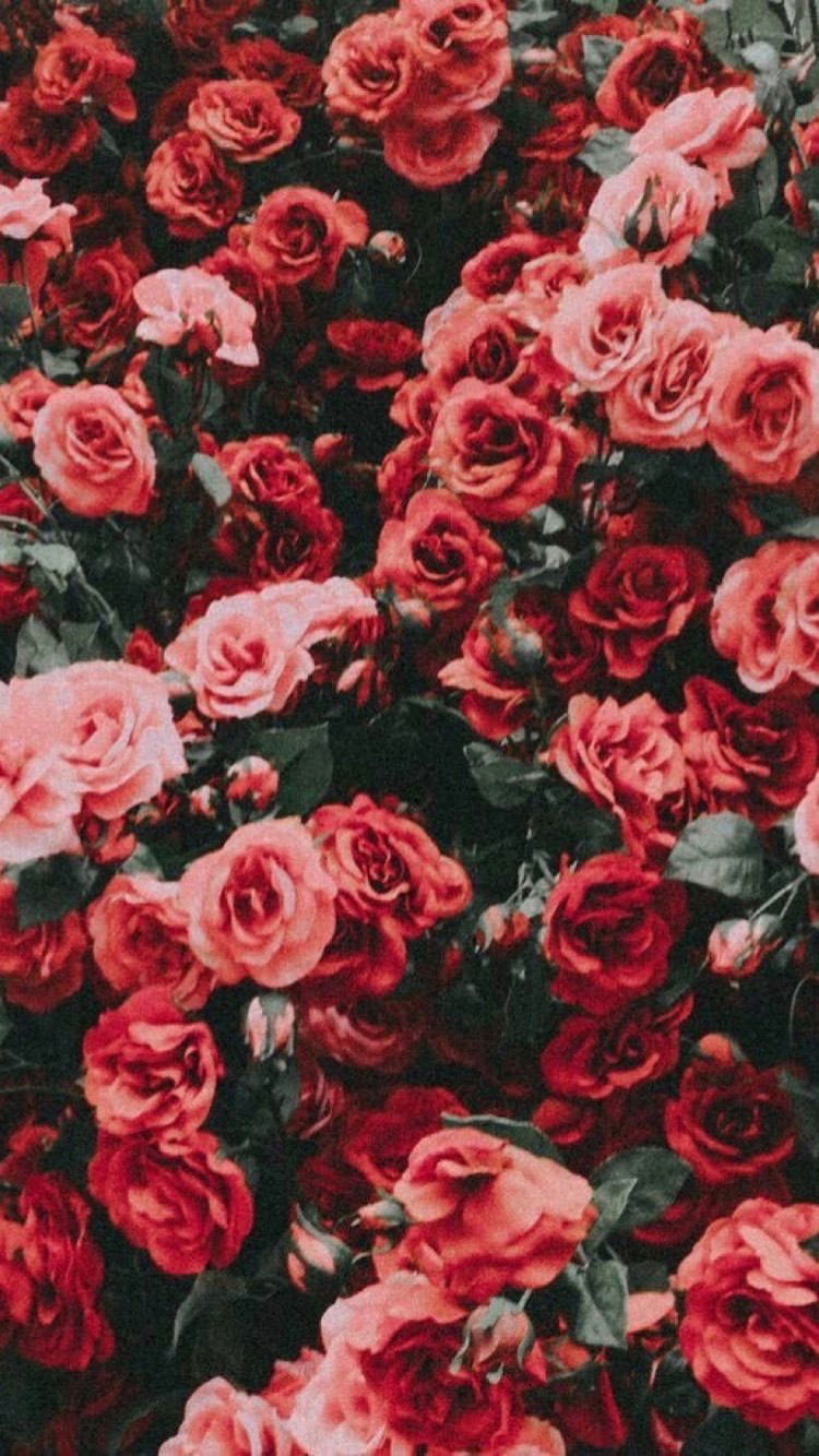 Casanova Chris photo