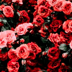 Casanova Chris photo