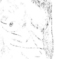 Arthur Ginger - Leuven Model Image