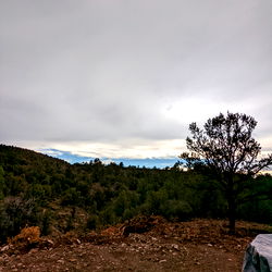 A Serene View of a Cloudy Sky over a Hilltop Forest
