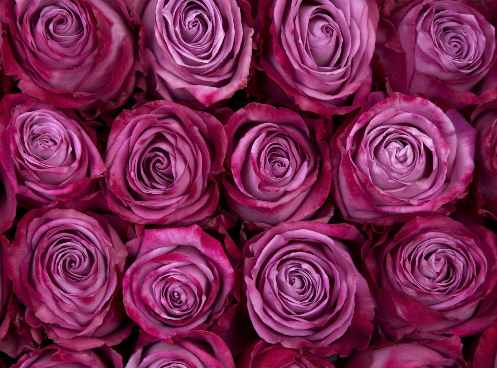 Aliki_Big_Booty photo