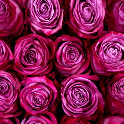 Aliki_Big_Booty photo