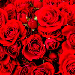 A Bundle of Fresh Red Roses