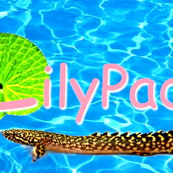 Lilypadz photo
