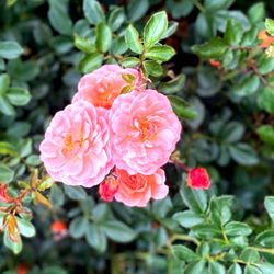 Lily Renee💕🌸 photo