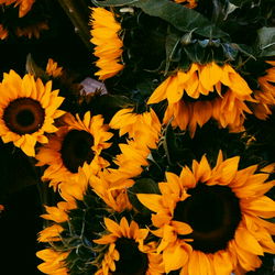 A Vibrant Display of Sunflowers in a Bundle