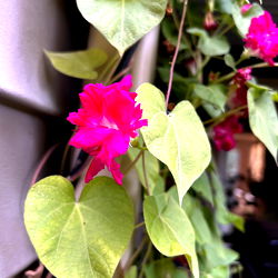 Vibrant Pink Flowers with Green Leaves