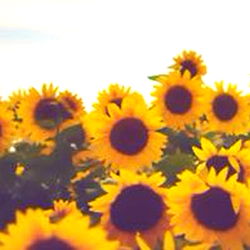 Peaceful Sunflower Field