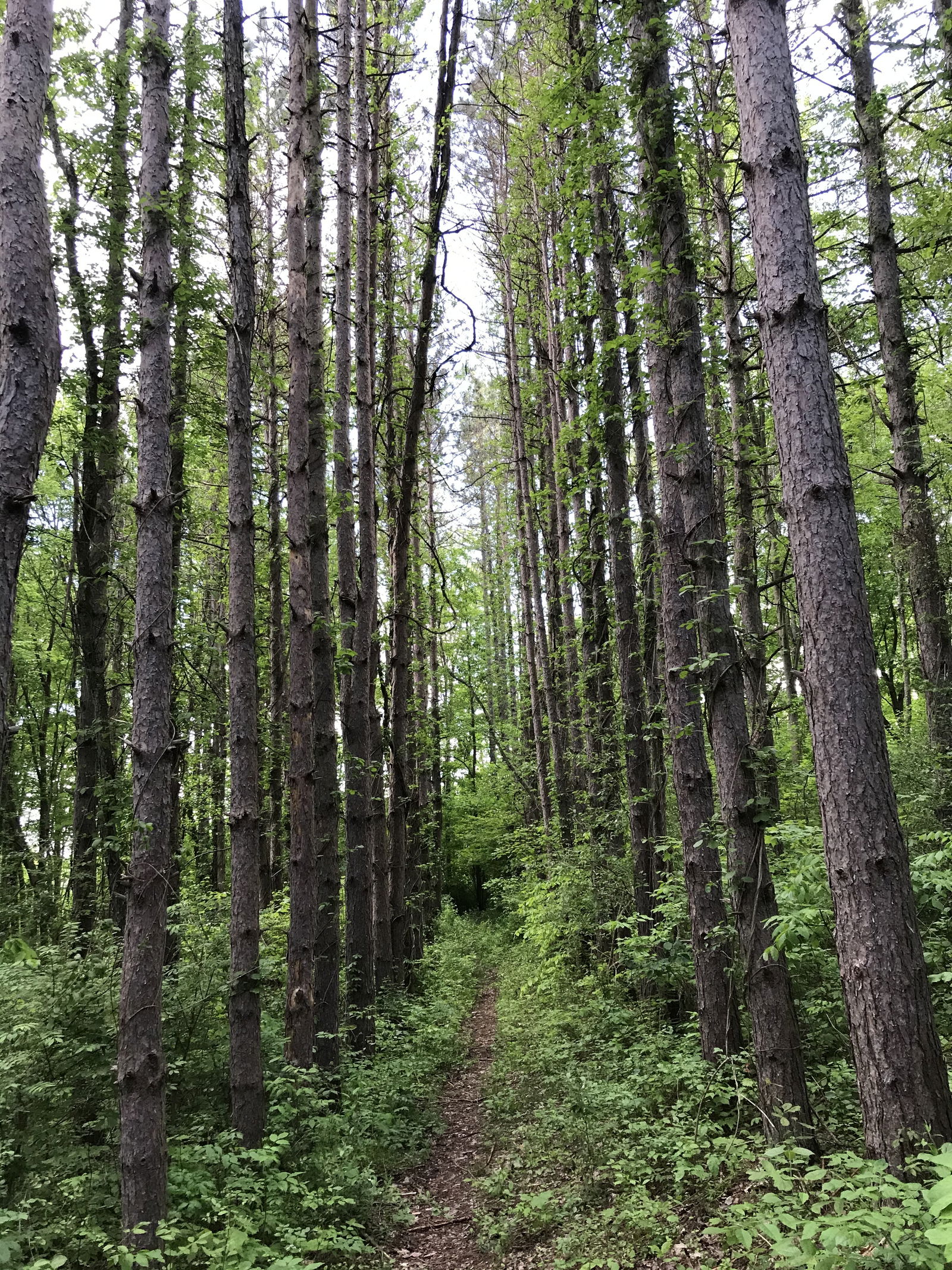 Ginger_Gentleman photo