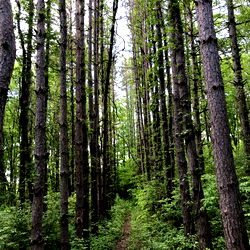 Ginger_Gentleman photo