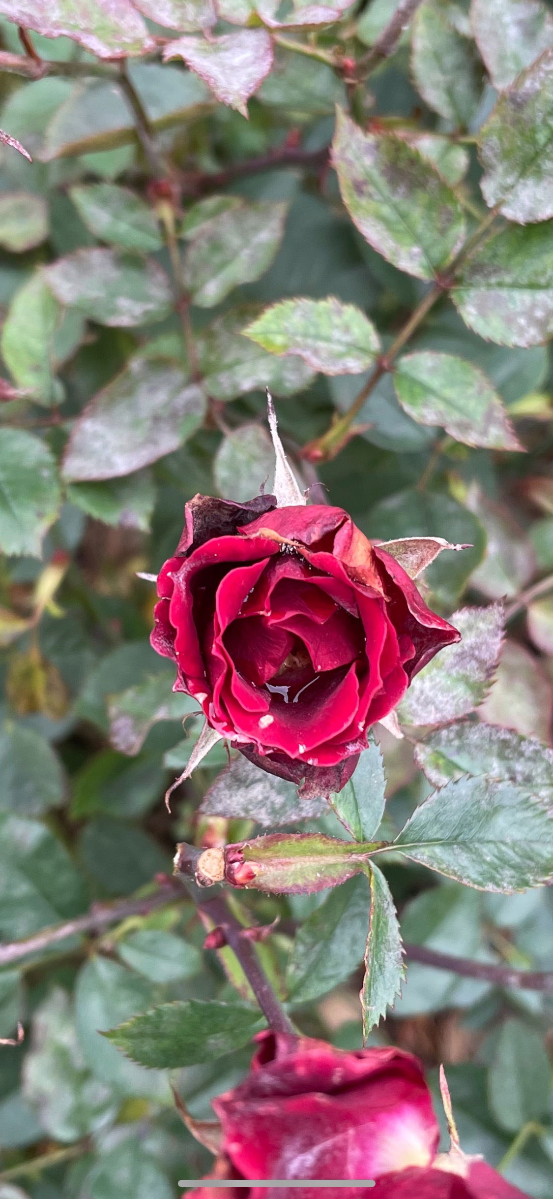 Goddexx Freya &amp; Princess Lele photo