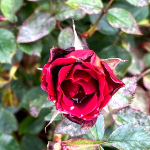 Goddexx Freya & Princess Lele photo