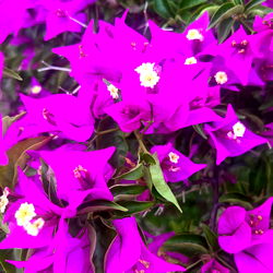 Vibrant Purple Flower Bouquet