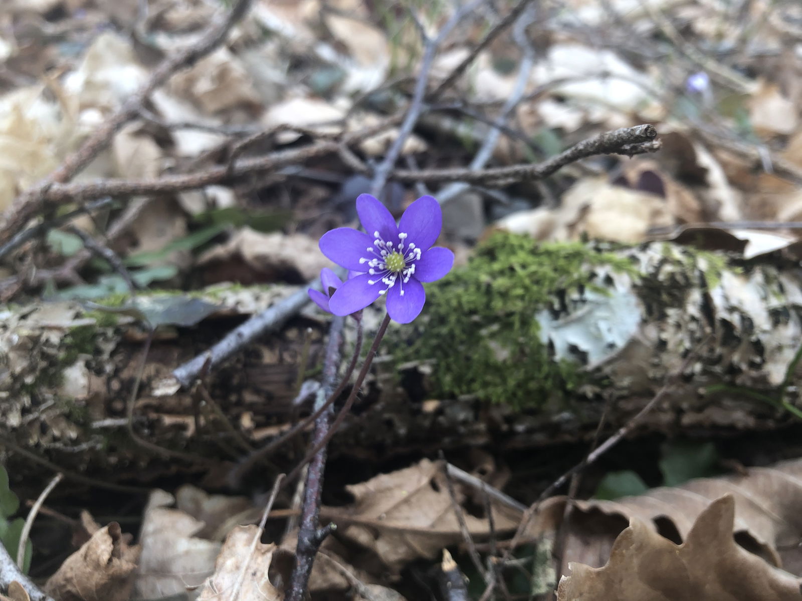 Alexis Sparkles photo