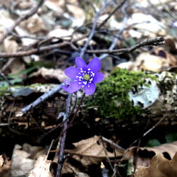 Alexis Sparkles photo