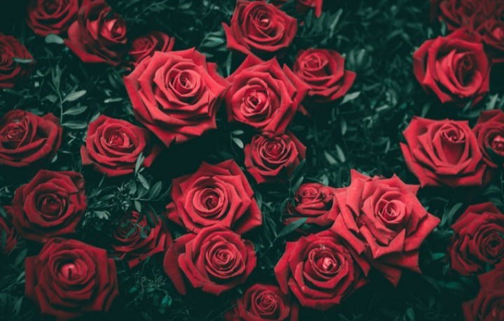 Alexandra Addams photo