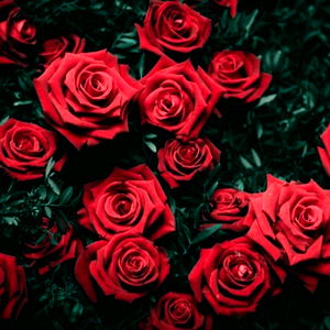 Alexandra Addams photo