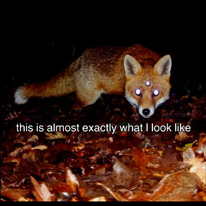 Foxxie ๐ฆโจ photo